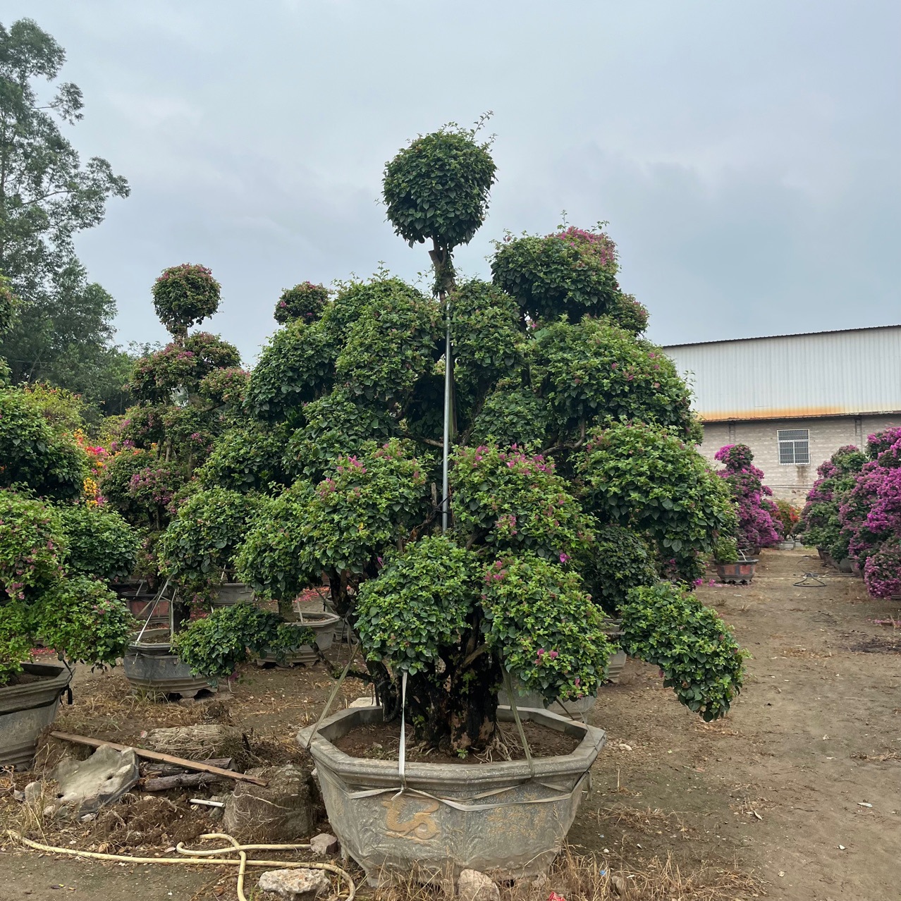 造型三角梅盆景多色三角梅基地勒杜鹃桩景老桩三角梅价格园林景观