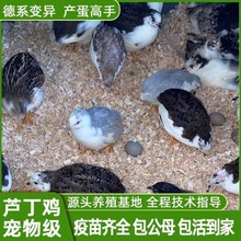 卢丁鸡宠物包邮活物全色系颜色变异德系活苗观赏家庭鸡活物下蛋鸡