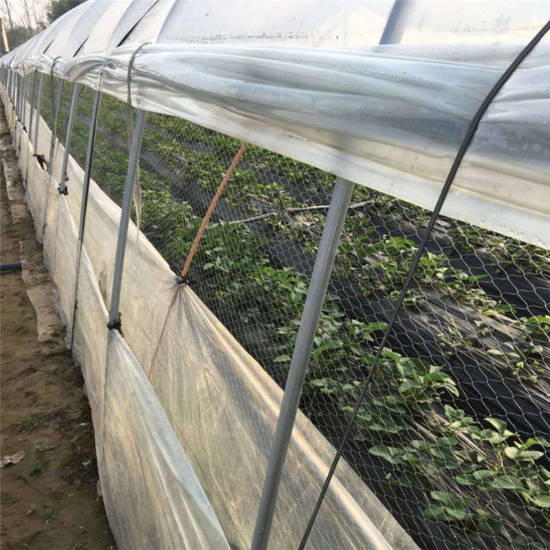大棚防鸟网草莓大棚通风口防鸟网冬季暖棚防鸟网新型穿边操作简单