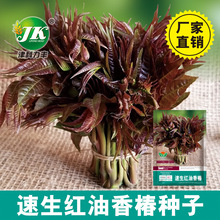 厂家批发速生红油香椿种子四季阳台盆栽芽苗菜香椿芽蔬菜种子菜籽