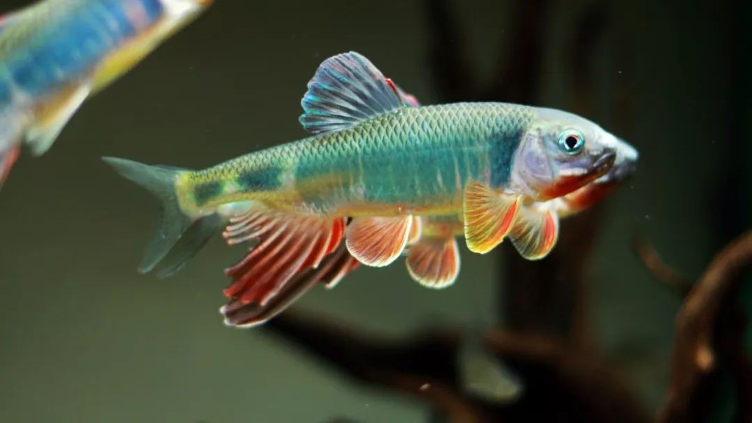 东北宽鳍鱲桃花溪哥原生态观赏鱼淡冷水不加温清洁花鳅溪流活体