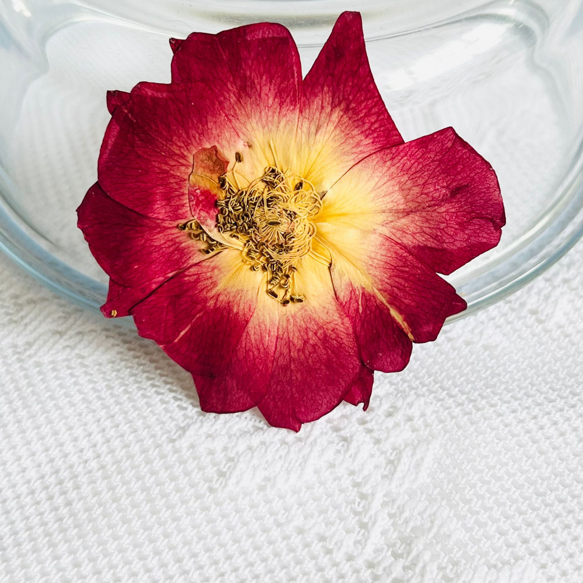 大玫瑰花 压花 真花押花 幼儿教学植物标本材料滴胶干花手机壳diy