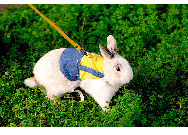 溜兔子牵引绳兔兔绳子用品衣服链子小白兔宠物遛兔绳牵兔绳防挣脱