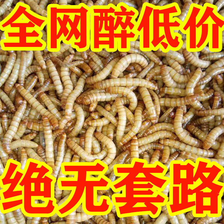 面包虫活体黄粉虫活虫鹦鹉鱼乌龟金龙鱼画眉鸟石蛙饲料引种包邮