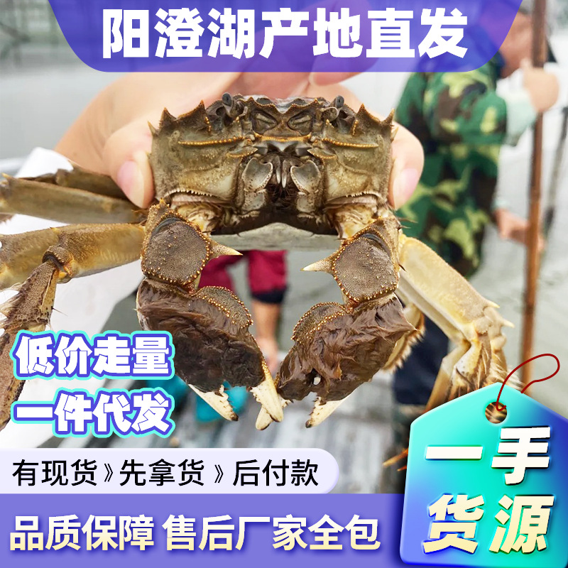鲜活水产大闸蟹螃蟹批发阳澄湖淡水螃蟹毛蟹湖蟹养殖蟹礼品券卡