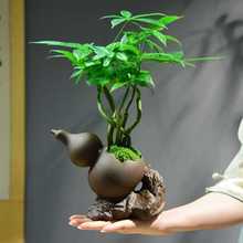 盆景乔迁装饰植物客厅发财树盆栽室内桌面四季常青好养绿植摆件植