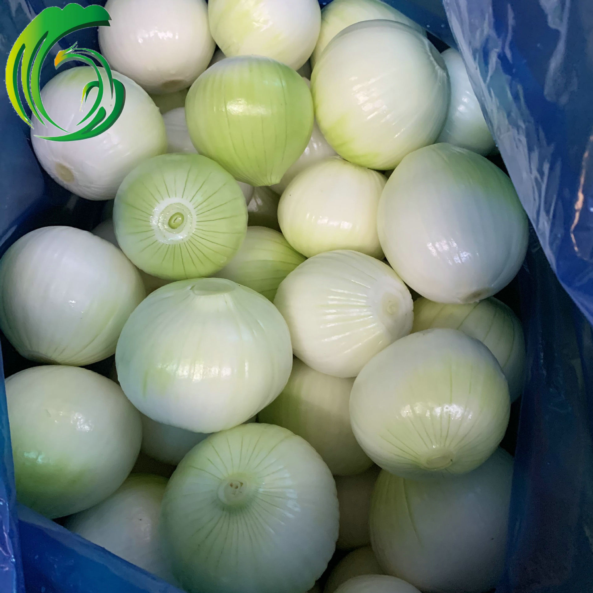 剥皮洋葱出口韩国 8cm以上 20kgs纸箱装 工厂直供 河南备案基地产