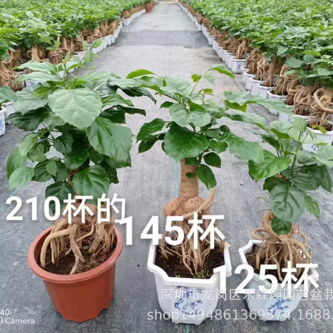 提根幸福树盆栽造型绿宝盆景四季常青室内阳台客厅观叶植物办公室