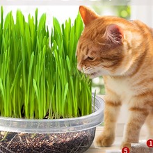 猫草育苗盘水培盆猫零食猫薄荷盆栽种子粒杯猫咪化毛膏盒用品大全