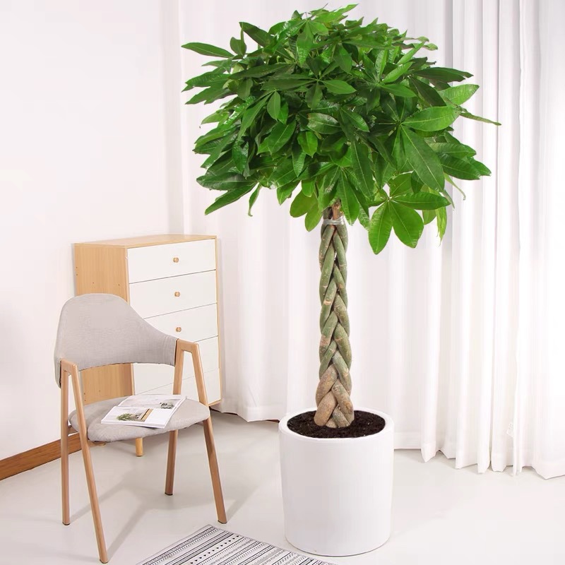 发财树大棵绿叶植物适合客厅摆放的绿植家养旺宅家里盆栽高端盆景