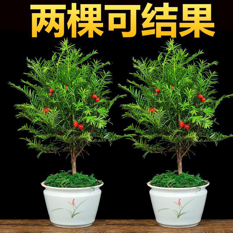 批发曼地亚红豆杉盆栽盆景四季好养耐寒植物南北方室内外花卉绿植