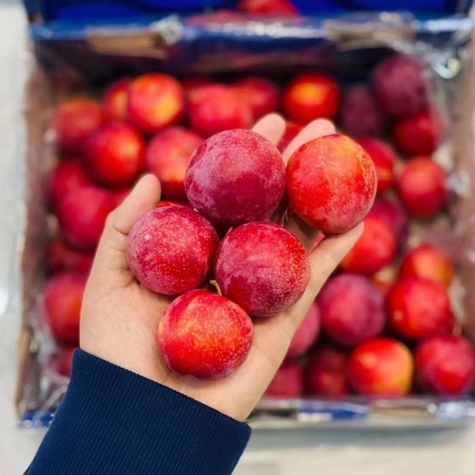 【高品质】智利樱桃李2斤礼盒原装纯甜李子樱桃蜜甜新鲜时令水果