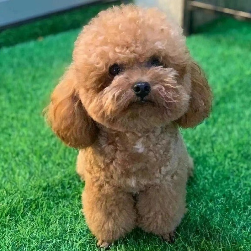 纯种泰迪幼犬活体茶杯犬泰迪犬贵宾犬幼崽家养宠物狗狗小型犬泰迪