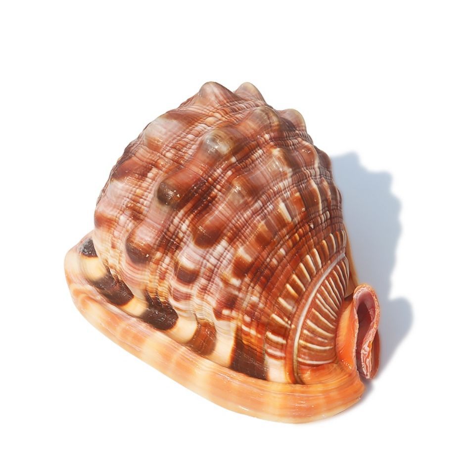 超大红润精品万宝螺 世界四大名螺收藏装饰摆件 天然贝壳海螺
