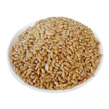 斤食用新小麦粒带皮干小麦子发苗小麦发芽榨汁麦芽糖猫磨面