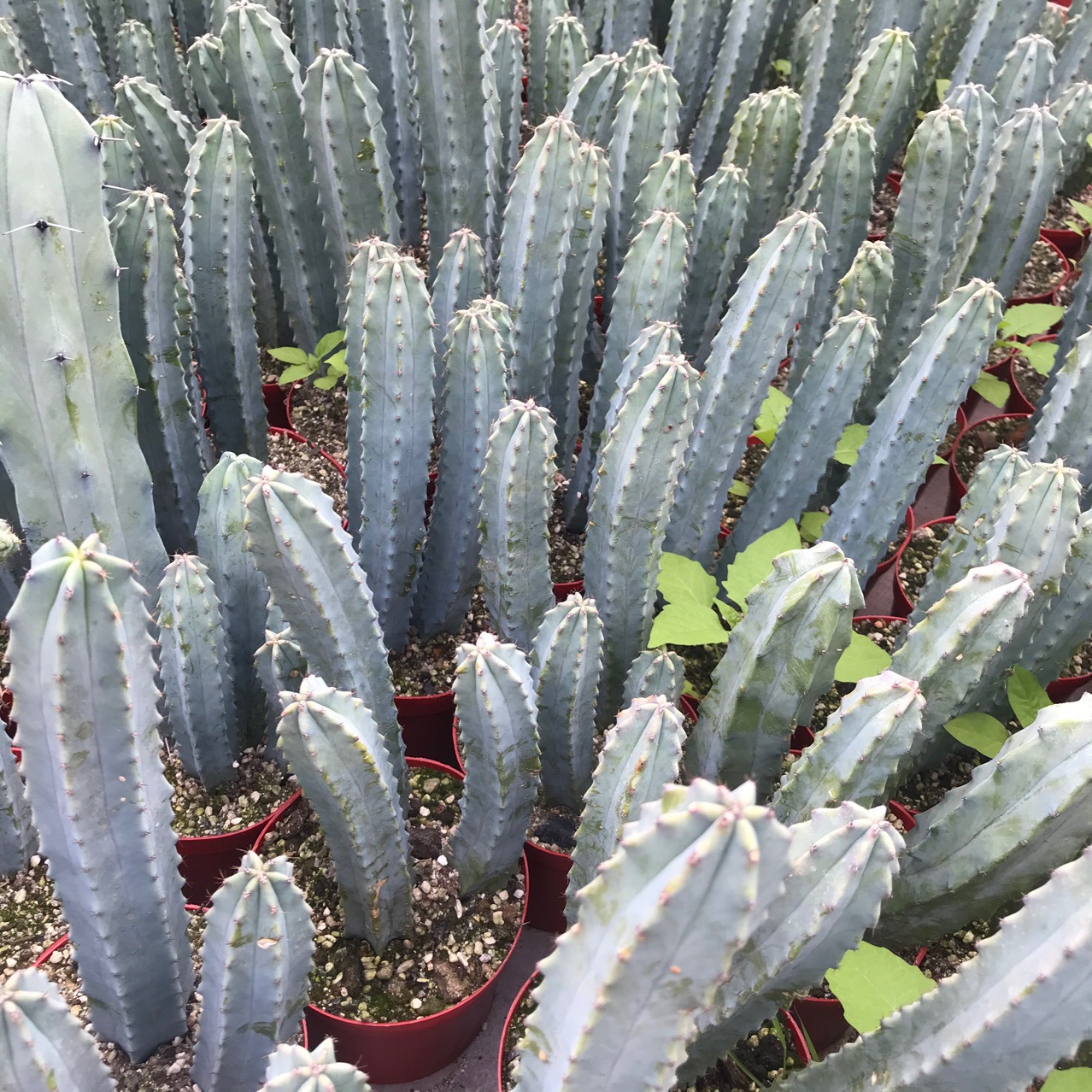 多头龙神木变异无刺龙神木多头蓝柱仙人球多肉植物小盆栽绿植园艺-阿