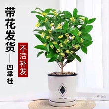 桂花树苗盆栽可食用金桂四季桂开花不断室内外阳台庭院浓香型花卉
