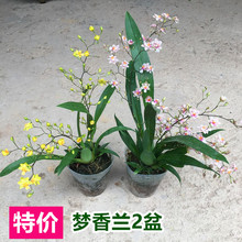 文心兰梦香兰带花苞浓香花卉绿植水苔盆栽室内客厅易活跳舞兰香味