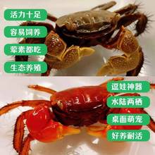 迷你辣椒蟹活体爬宠微景观淡水螃蟹观赏蟹可深水除藻清洁工易活