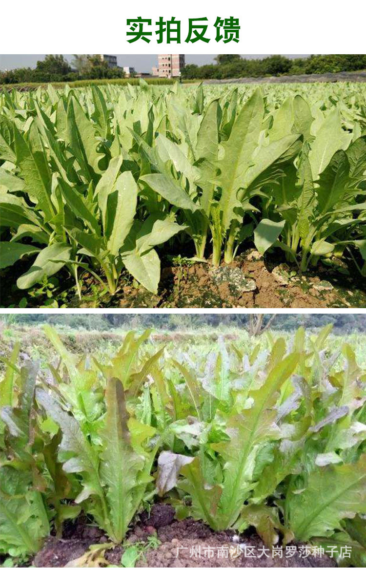 秋季大面积播种 10克全年快大甜脆油麦种子 抗病性好