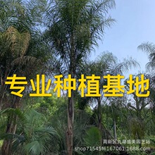 福建公路工程绿化金山葵树 云南皇后葵供应 皇后葵价格金山葵基地