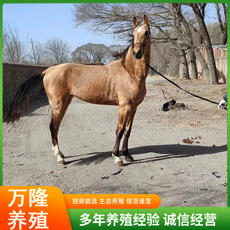景区旅游骑乘蒙古马伊犁马活体 小马驹批发价格 新疆伊犁马活物