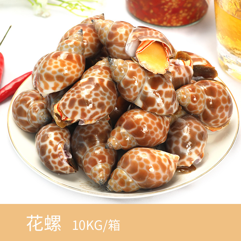 批发冷冻海鲜花螺贝类酒店海鲜食材冷冻花螺广州海鲜