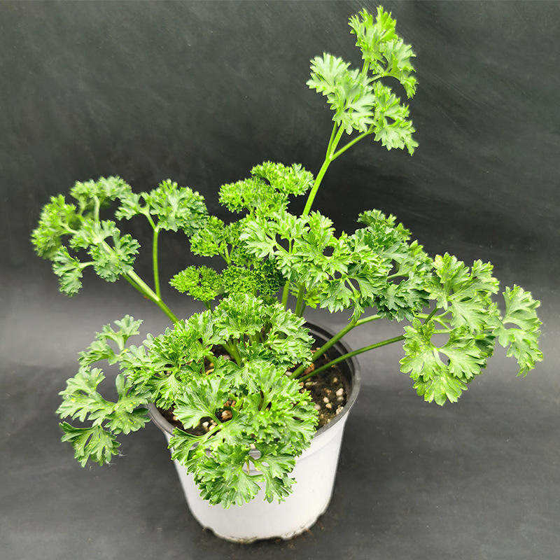 克拉香草 皱叶欧芹 意大利欧芹 平叶欧芹 食用 芳香植物西餐 摆盘
