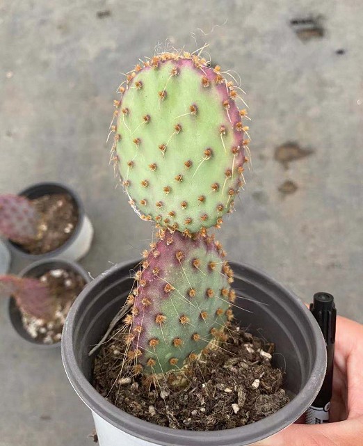 圣丽塔 胜利塔 圣利仙人掌 片状新品 实拍