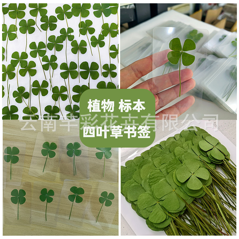 四叶草干花压花diy幸运草四叶草书签过胶透明真植物干花塑封书签