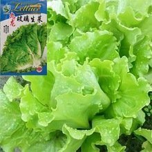 玻璃生菜种子四季播大速生菜籽脆嫩青菜籽阳台盆栽蔬菜种子易活