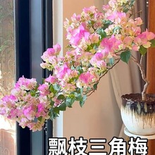 三角梅盆栽绿樱高枝带花大苗马斯老桩爬藤植物室内花卉四季开花