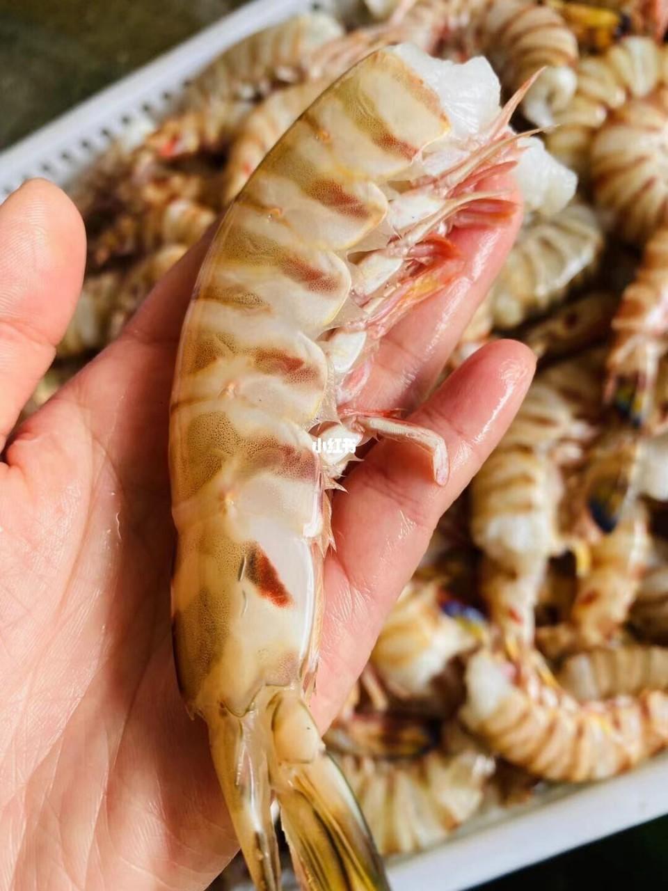 东山去头斑节虾大虾身九节虾海捕大虾海鲜竹节虾3-6条