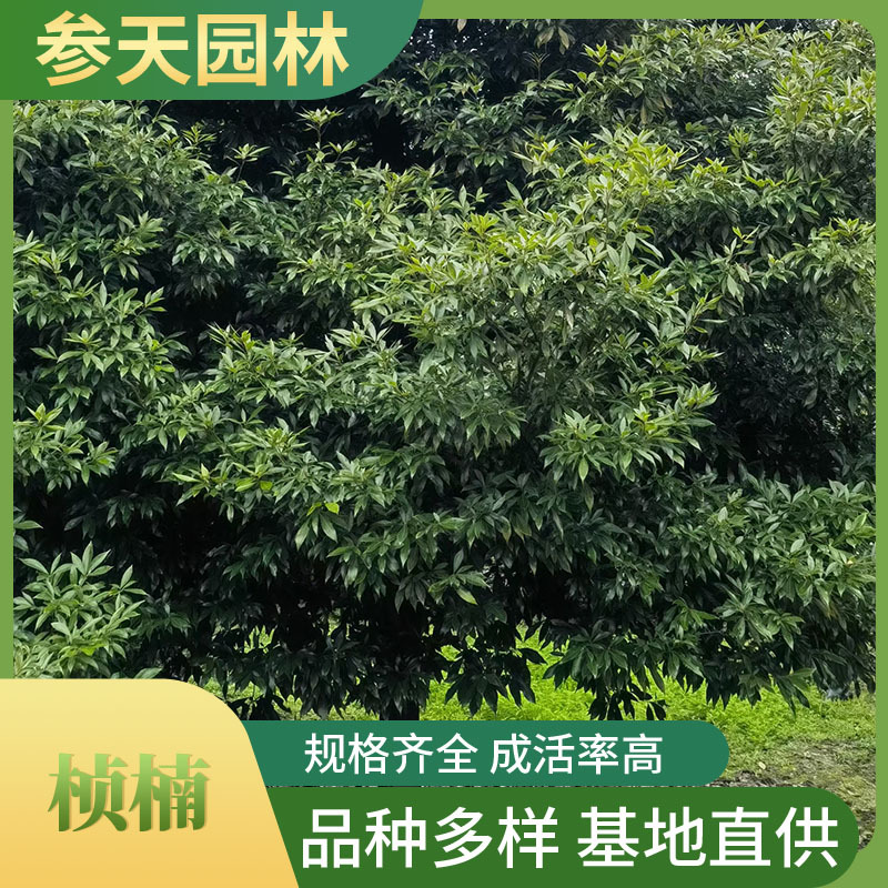 小叶桢楠 小叶桢楠树批发 高度6~25公分可选 工程绿化苗木基地