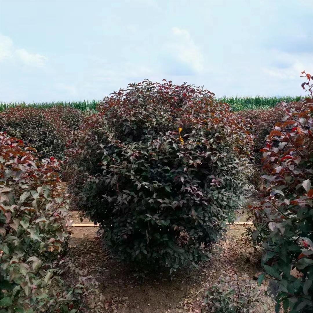 红叶榆叶梅球 重瓣榆叶梅 小桃红 嫁接红叶榆 营养杯小苗 丛生