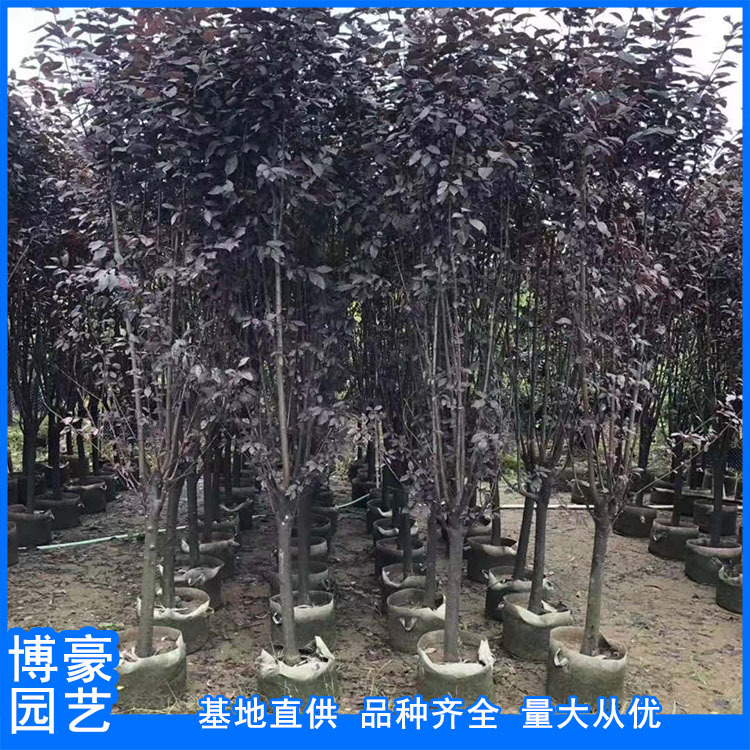 红叶李价格 红叶李批发 福建漳州产地批发 规格齐全 大量现货