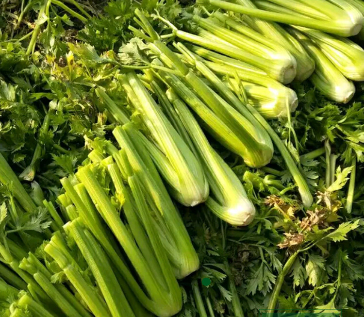 美国西芹芹菜种子 农田天津实心芹文图拉西芹亚非皇后芹菜籽