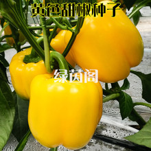 黄色甜椒种子五彩椒方椒灯笼椒高产籽种辣椒菜椒春季夏季蔬菜种孑