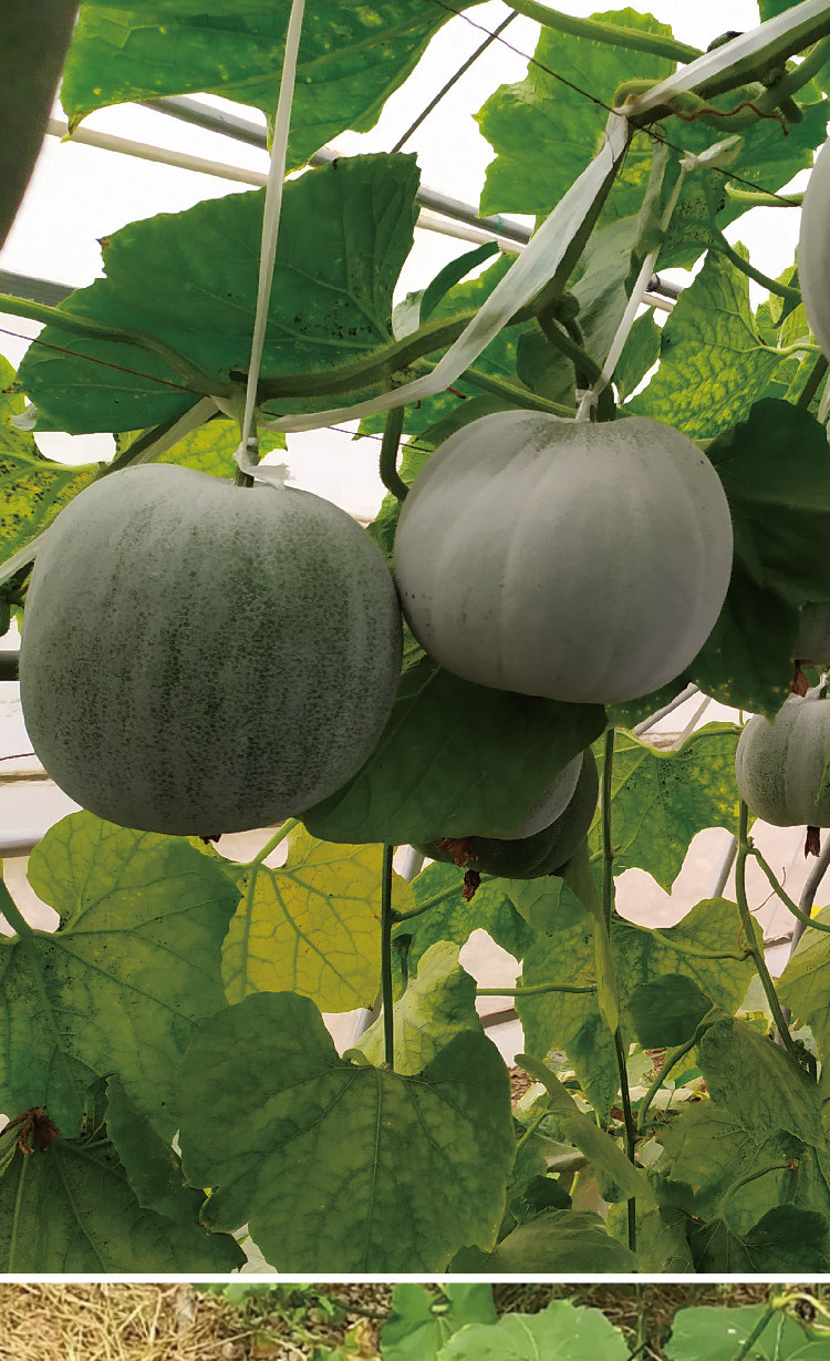 研优一串铃小冬瓜种子厚肉口感好老北京串八冬瓜种籽冬瓜蔬菜种子