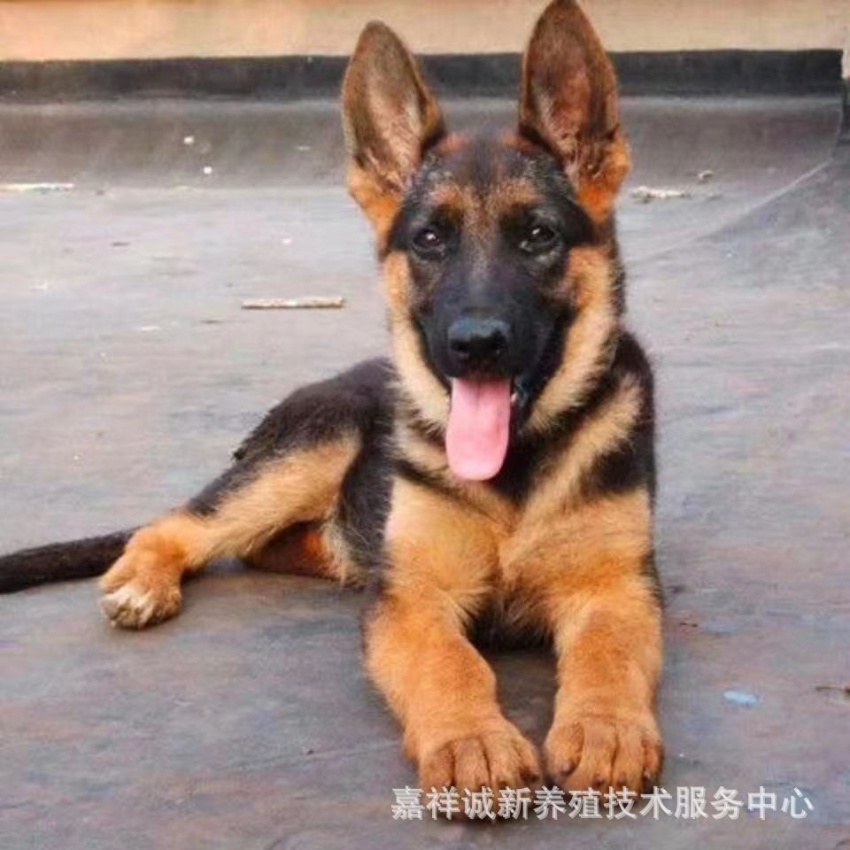 德牧犬纯种牧羊犬平背弓背德牧宠物狗狗长毛狼狗德牧放羊狗幼犬