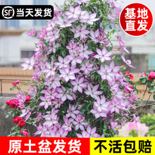 乌托邦铁线莲重瓣小苗三类爬藤植物室内鲜花花卉绿植盆栽四季开花