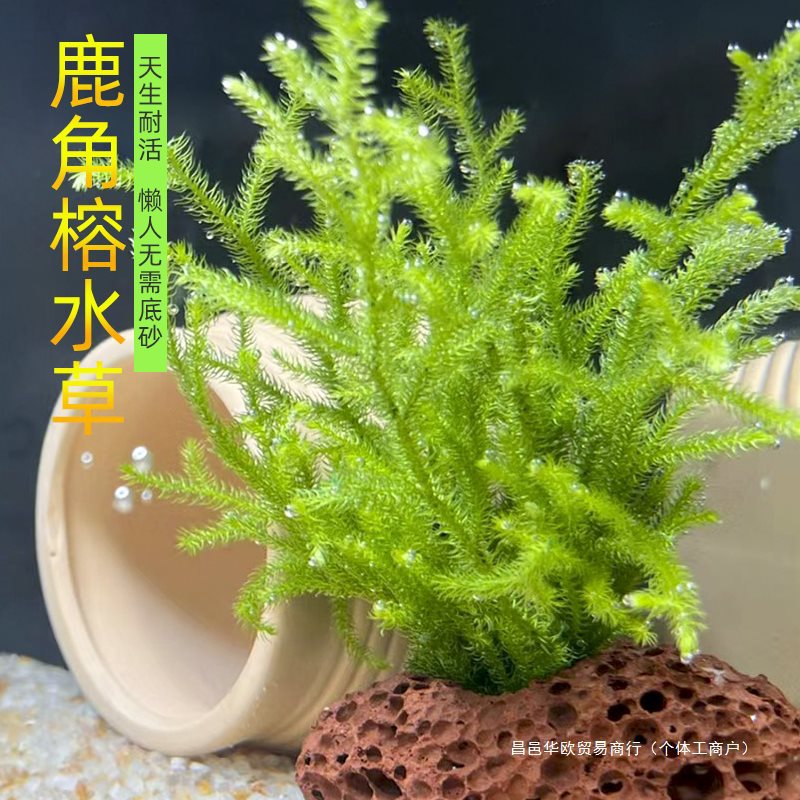 鹿角榕懒人活体水草无土耐活耐低温苔藓鱼缸生态瓶雨淋缸造景阴性