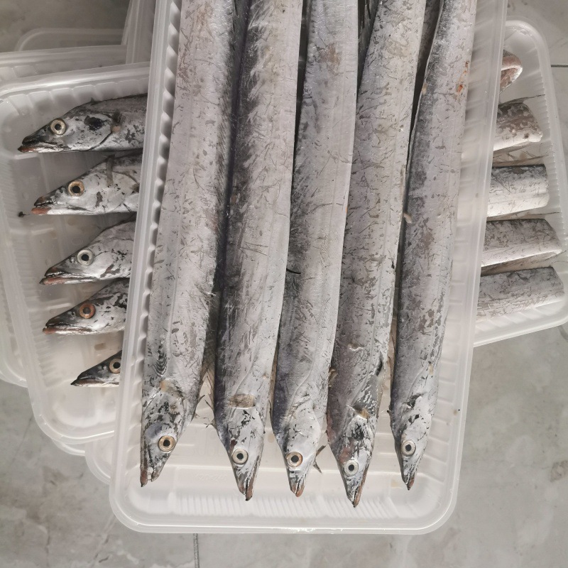 大连刀鱼渤海湾刀鱼渤海湾带鱼冰鲜带鱼大连海鲜整条无冰一件代发