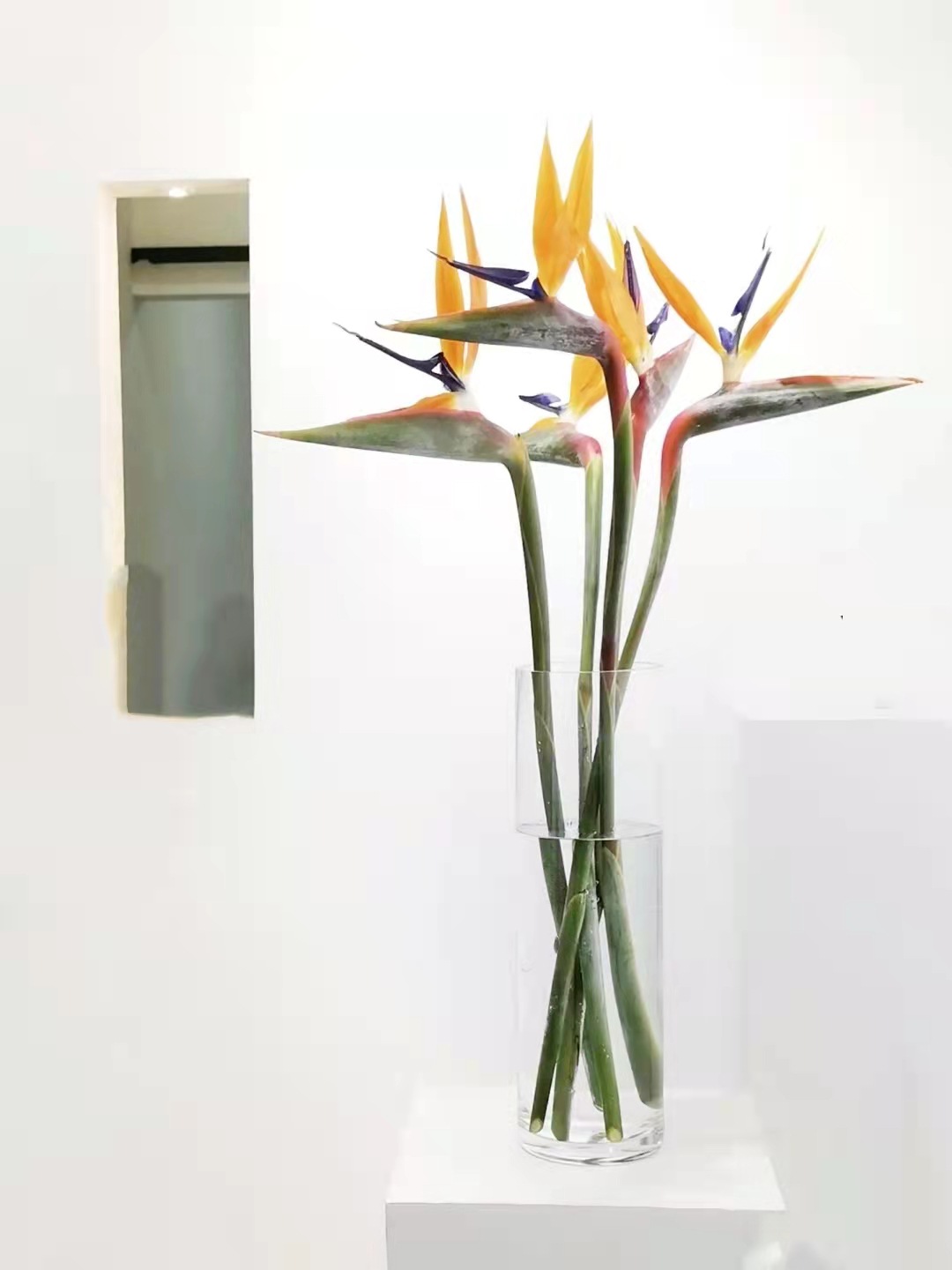 火焰兰鲜花新鲜切插花天鹅绒绿毛球天堂鸟鹤望兰极乐鸟商务办公室