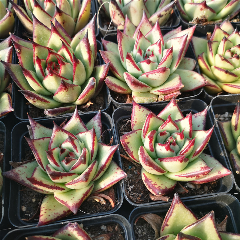 东云系多肉植物乌木杂黑檀汁黑边乌木控养状态佳一物一拍办公室内