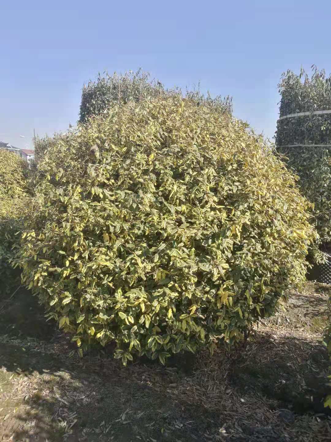 金边胡秃子球 金边胡秃子柱 金边胡秃子地栽盆栽 规格齐全