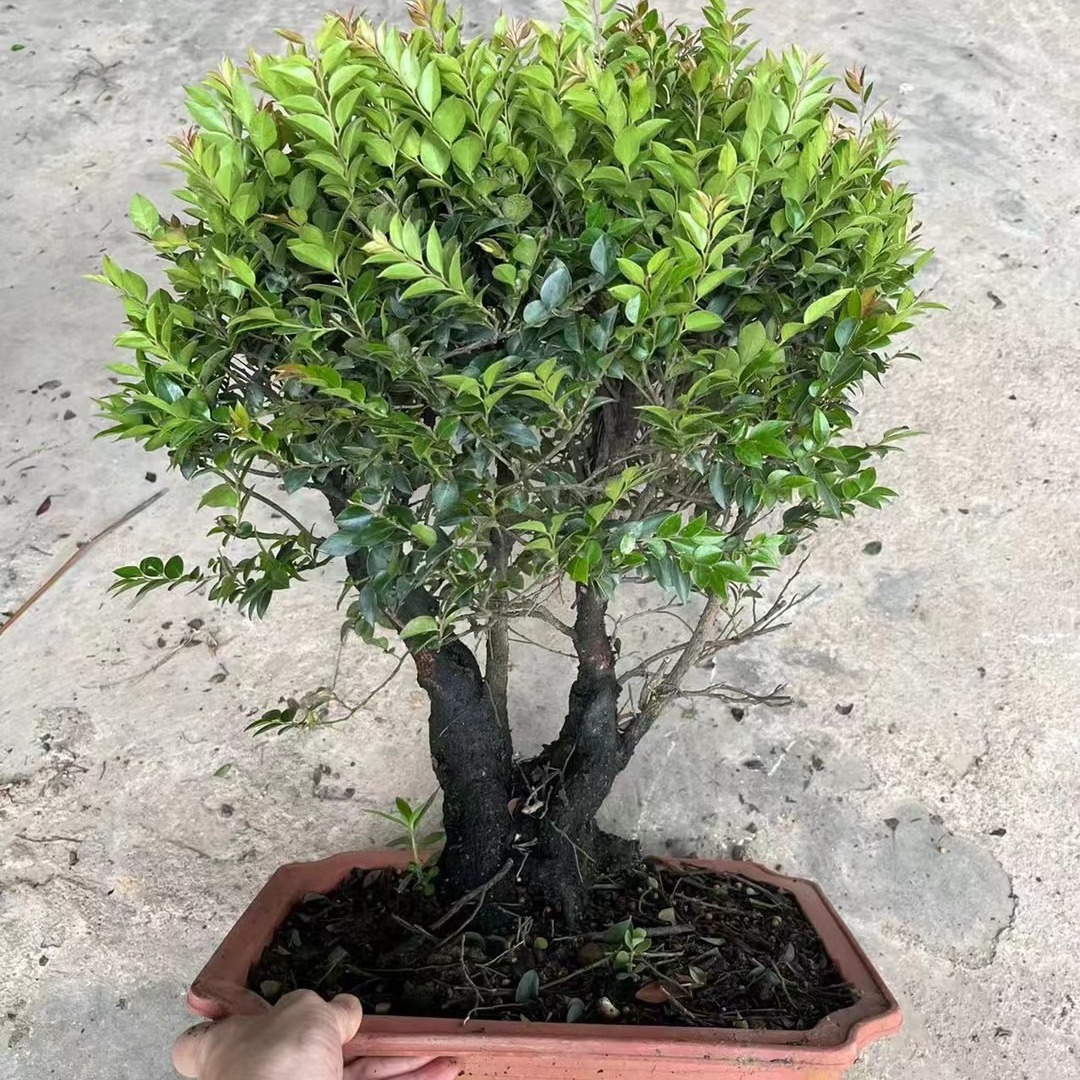 名贵小叶紫檀盆景四季常青办公室桌面绿植室内盆景树树桩盆栽植物