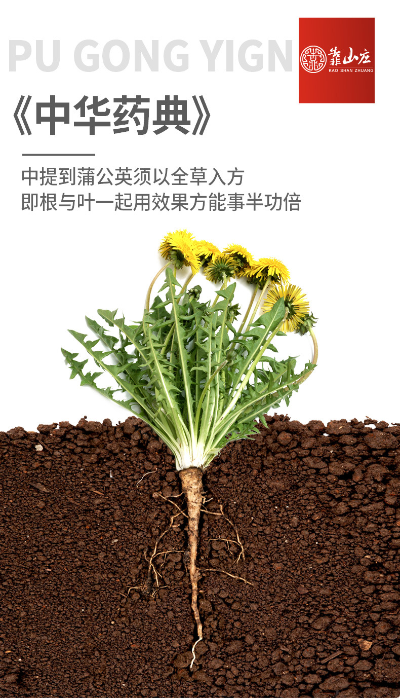 靠山庄蒲公英根红茶500克 发酵红茶长白山婆婆丁蒲公英 浦公英茶