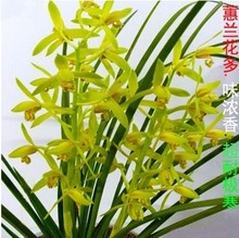 Orchids strong fragrance Cymbidium Spring Orchid Cymbidium跨