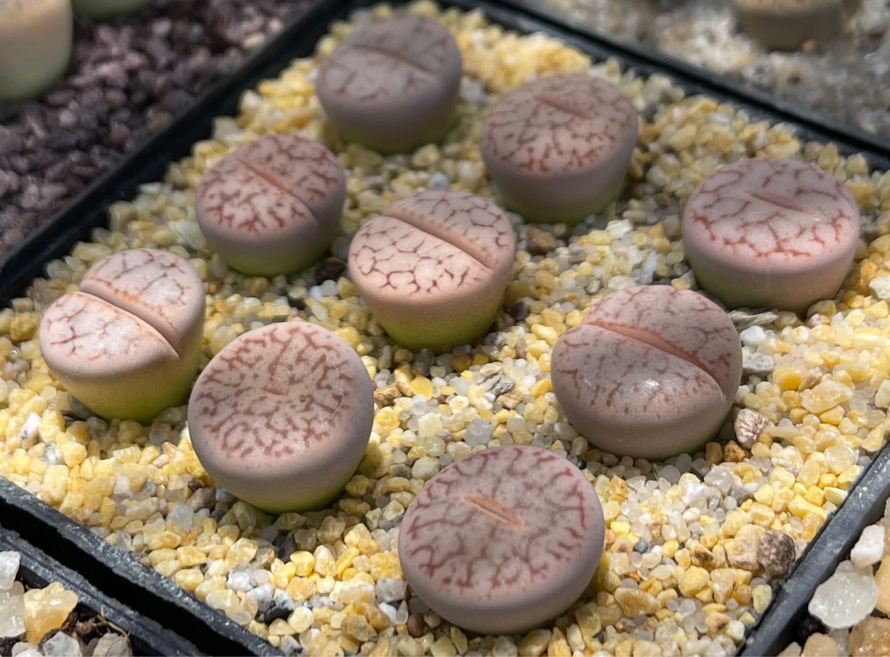 基地直发一件代发盆栽球形番杏科多肉植物生石花曲玉绿植盆栽园艺